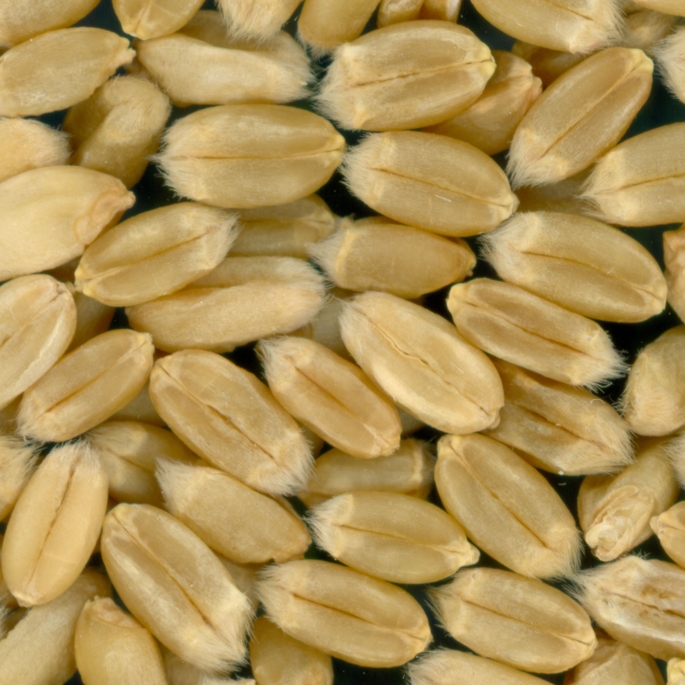 KERNELS